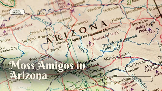 Marimo Moss Ball for Sale in Arizona | Find Moss Amigos Near You