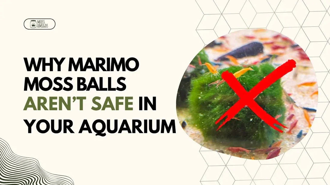 Marimo Moss Ball Aquarium: Why It’s Not the Safe Setup You Think
