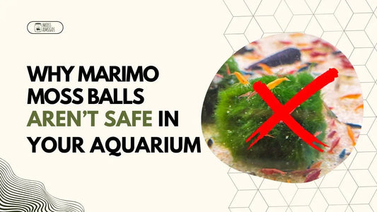 Marimo Moss Ball Aquarium: Why It’s Not the Safe Setup You Think