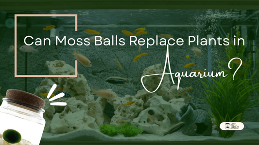 Can Moss Balls Replace Plants in an Aquarium?