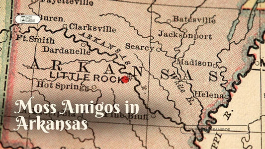 Marimo Moss Ball for Sale in Arkansas | Find Moss Amigos Near You