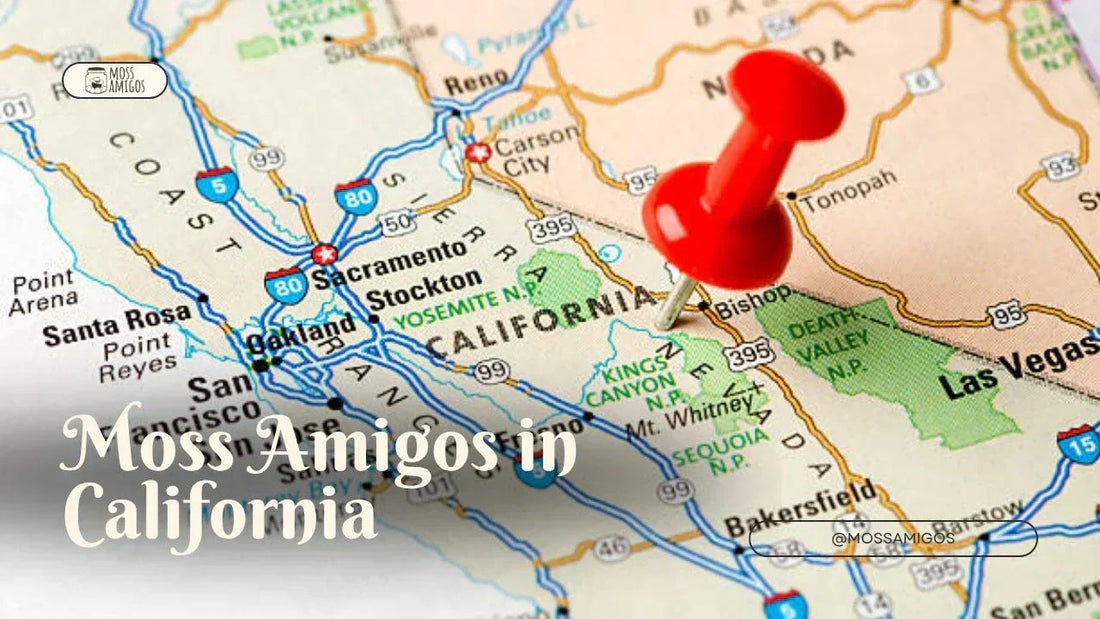 Marimo Moss Ball for Sale in California | Find Moss Amigos Near You
