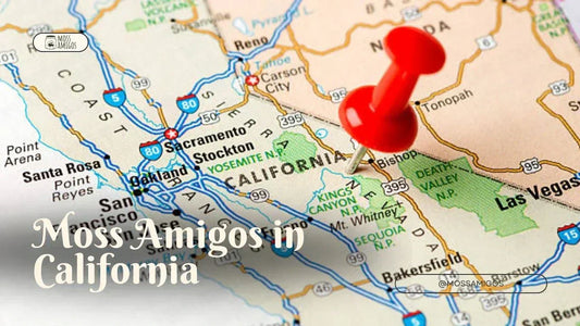 Marimo Moss Ball for Sale in California | Find Moss Amigos Near You