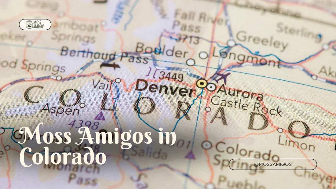 Marimo Moss Ball for Sale in Colorado | Find Moss Amigos Near You