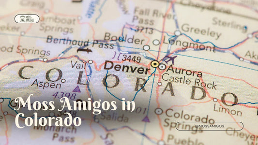 Marimo Moss Ball for Sale in Colorado | Find Moss Amigos Near You