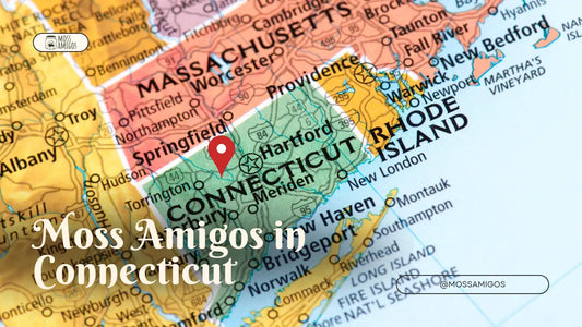 Marimo Moss Ball for Sale in Connecticut | Find Moss Amigos Near You