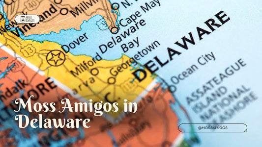 Marimo Moss Ball for Sale in Delaware | Find Moss Amigos Near You