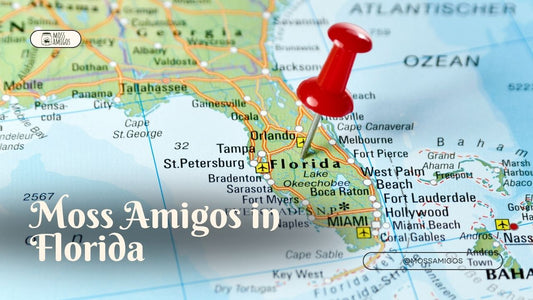 Marimo Moss Ball for Sale in Florida | Find Moss Amigos Near You