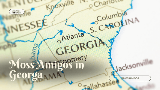 Marimo Moss Ball for Sale in Georgia | Find Moss Amigos Near You