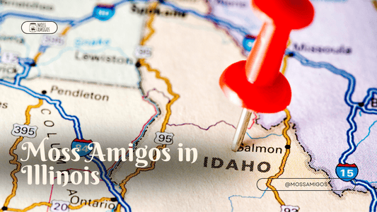 Where Can I Buy Moss Balls in Illinois? | Moss Amigos 2025