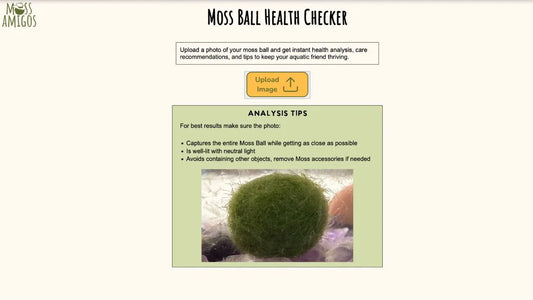 Moss Ball Health Checker: Your Go-To Tool for Happy Marimos