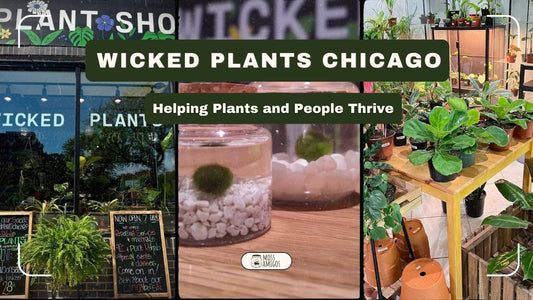 Wicked Plants Chicago: Helping Plants and People Thrive