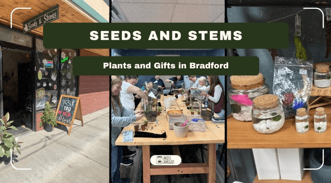 Seeds and Stems: Plants and Gifts in Bradford