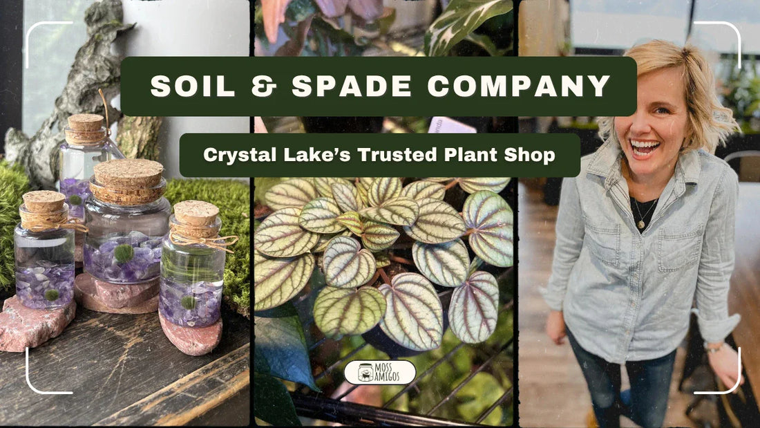 Why Soil & Spade is Crystal Lake’s Go-To Plant Shop