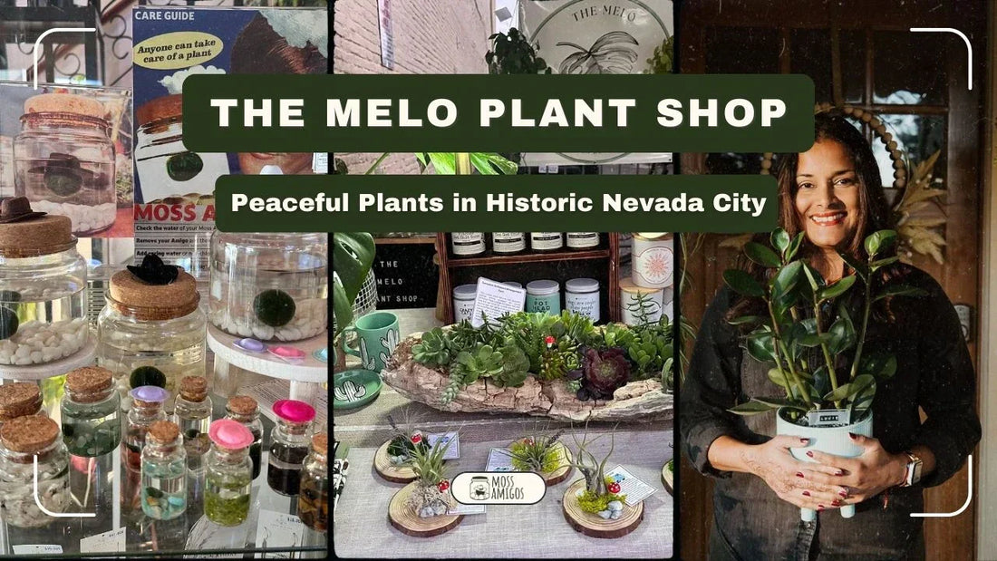 The Melo Plant Shop: Peaceful Plants in Historic Nevada City