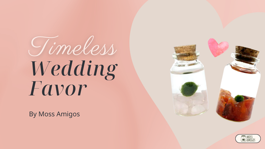 Timeless Wedding Favor Ideas Guests Will Never Forget