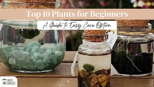 Top 10 Plants for Beginners: A Guide to Easy Care Option