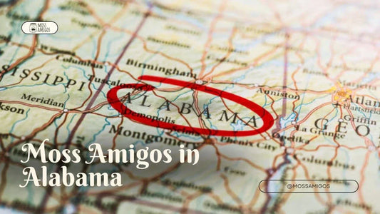 Marimo Moss Ball for Sale in Alabama | Find Moss Amigos Near You