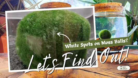 Why Do Marimo Moss Balls Get White Spots?