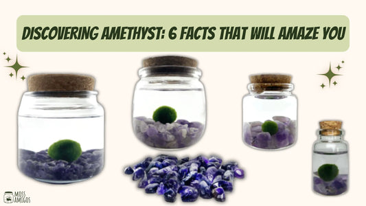 Discovering Amethyst: 6 Facts That Will Amaze You