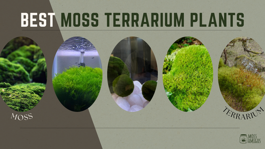 Top 7 Plants for a Moss Terrarium (Plus a Fun Alternative!)