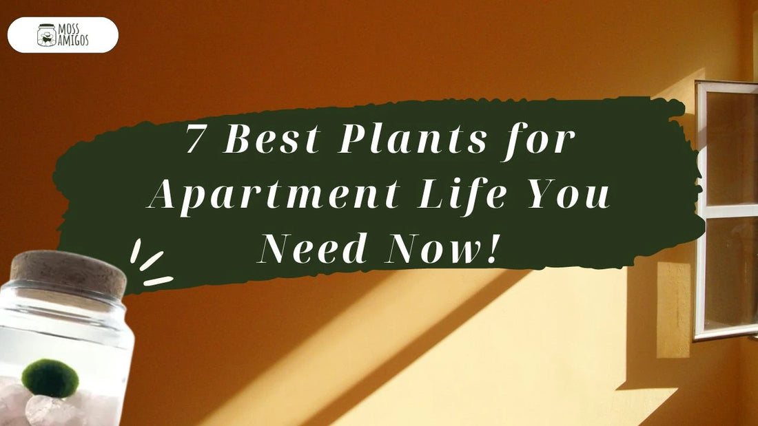 7 Best Plants for Apartment Life You Need Now!