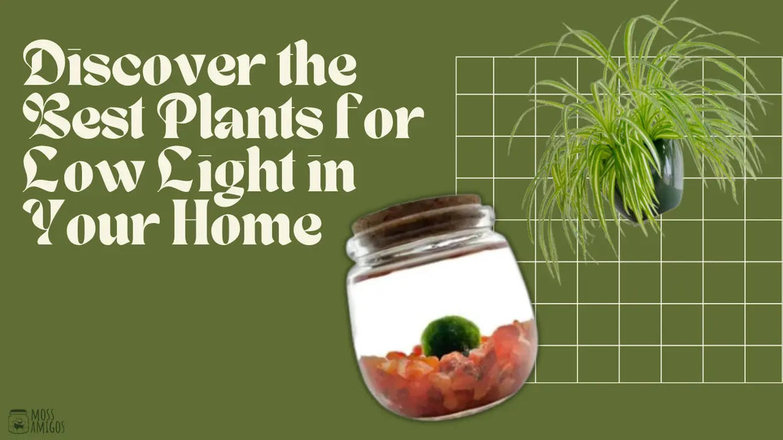 Discover the Best Plants for Low Light in Your Home