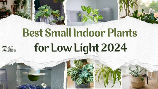 Discover the 10 Best Small Indoor Plants for Low Light 2024