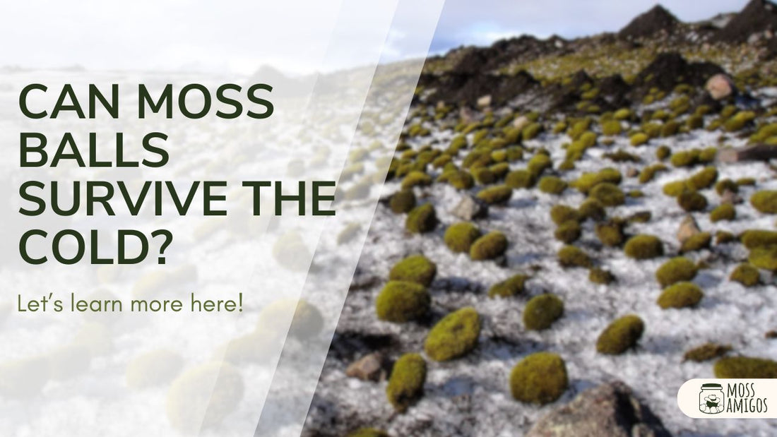 Can Moss Balls Live in Cold Water? (Expert Guide)