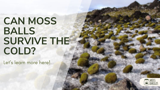 Can Moss Balls Live in Cold Water? (Expert Guide)