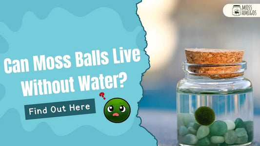 Can Moss Balls Live Without Water? Find Out Here