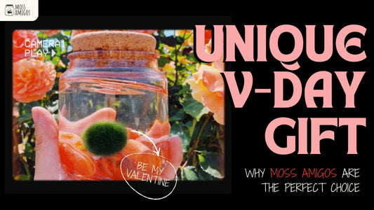 Unique Valentine’s Gift: Why Moss Amigos Are The Perfect Choice