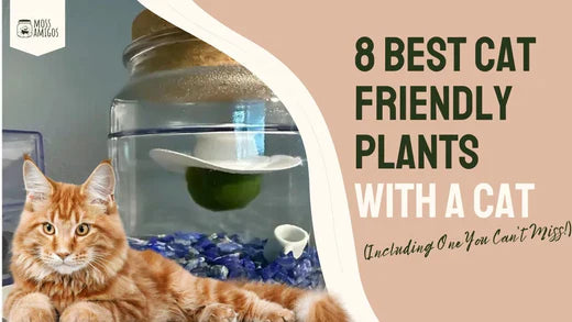 8 Best Cat Friendly Plants (Including One You Can’t Miss!)