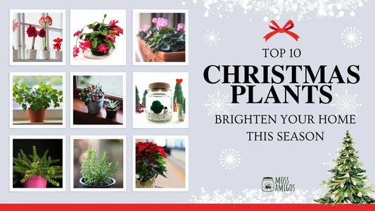 Top 10 Christmas Plants to Brighten Your Home This Season