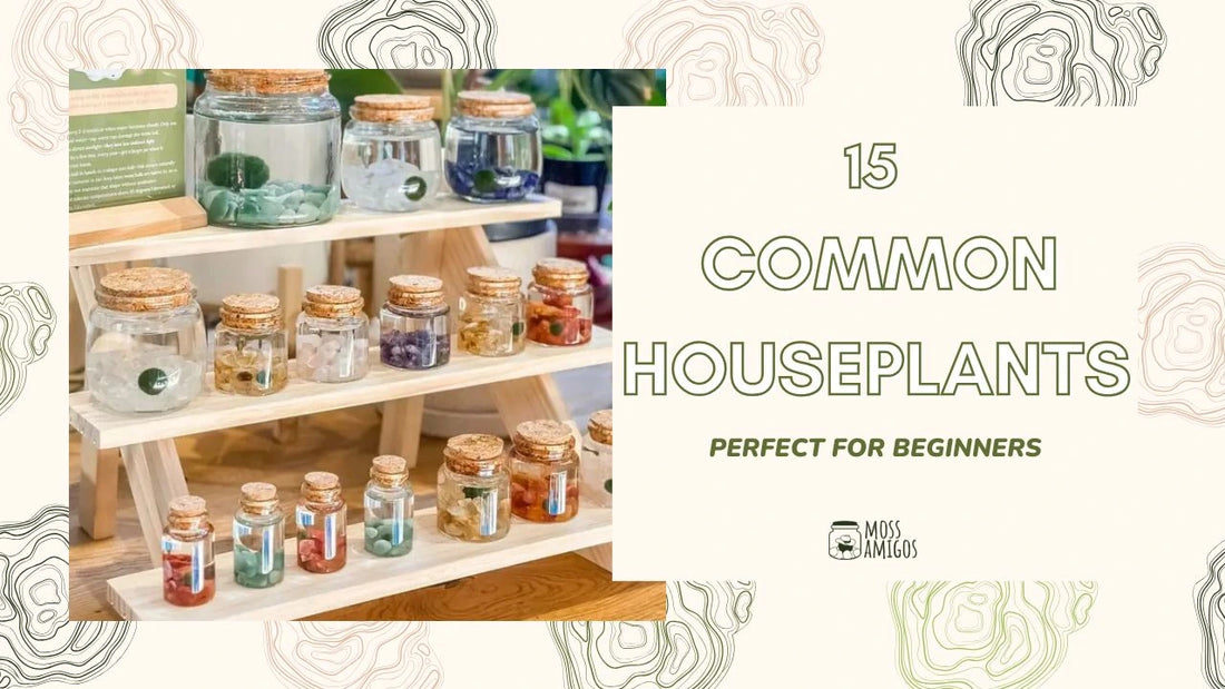 Top 15 Common Houseplants That Are Perfect for Beginners