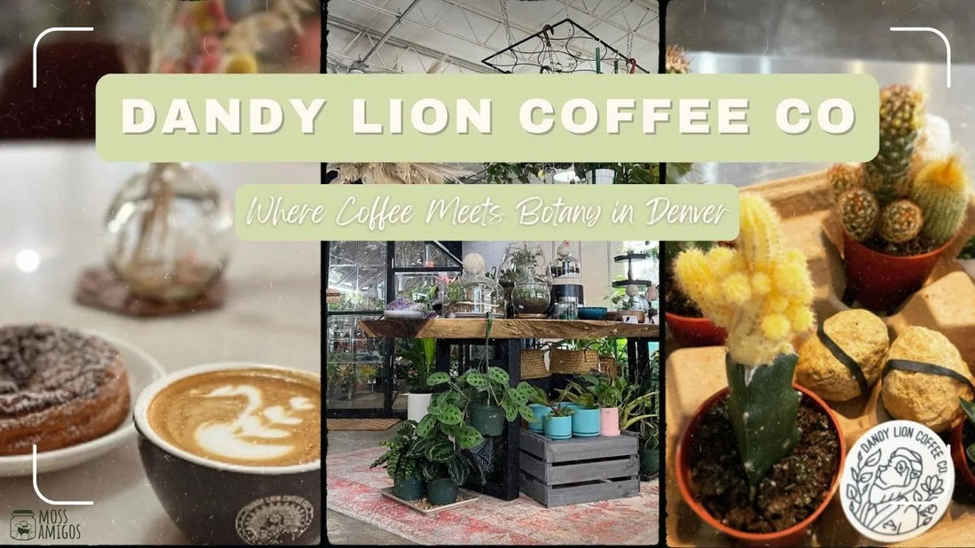 Dandy Lion Coffee Co – Where Coffee Meets Botany in Denver