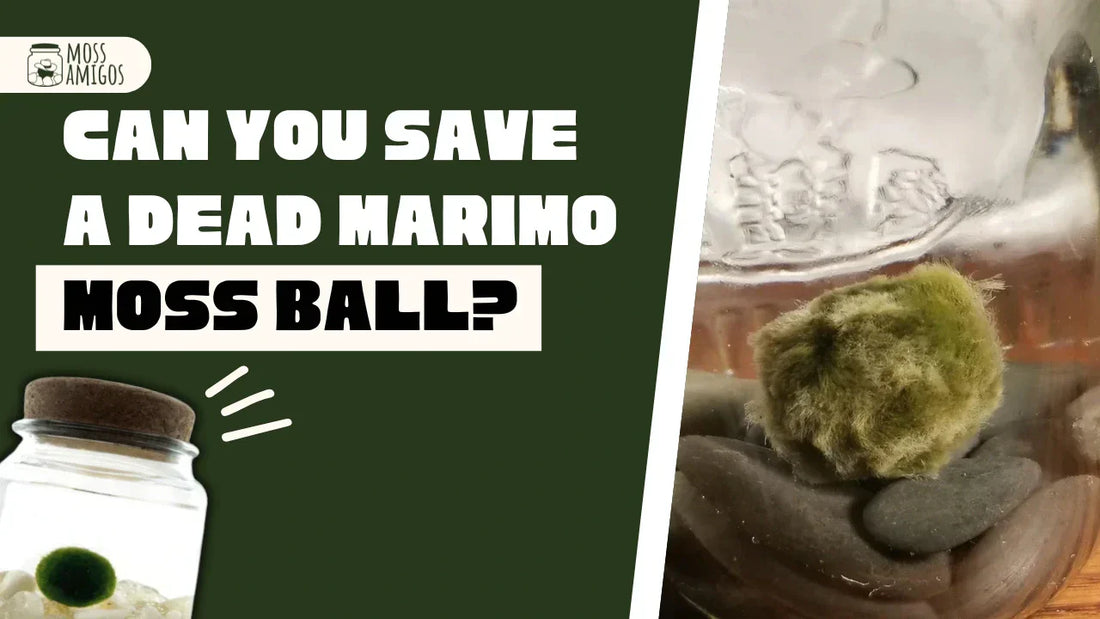 Is Your Marimo Moss Ball Dead? Signs and How to Save It