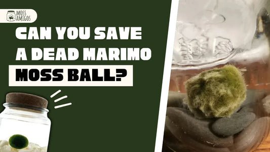 Is Your Marimo Moss Ball Dead? Signs and How to Save It