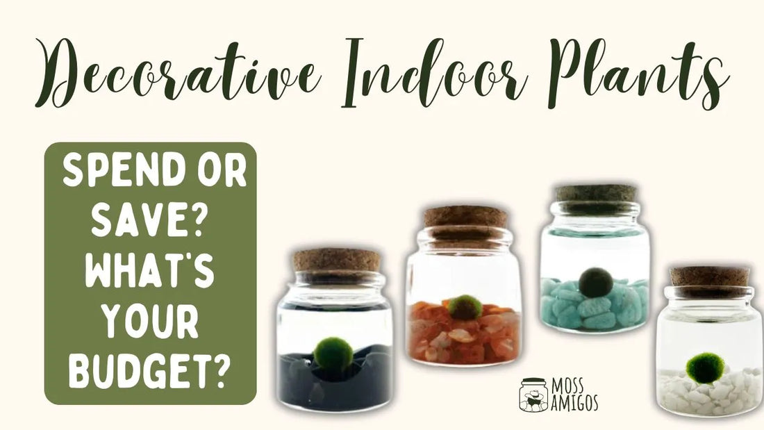 Decorative Indoor Plants: Spend or Save? What’s Your Budget?