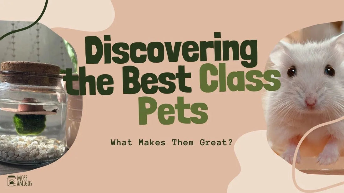 Discovering the Best Class Pets: What Makes Them Great