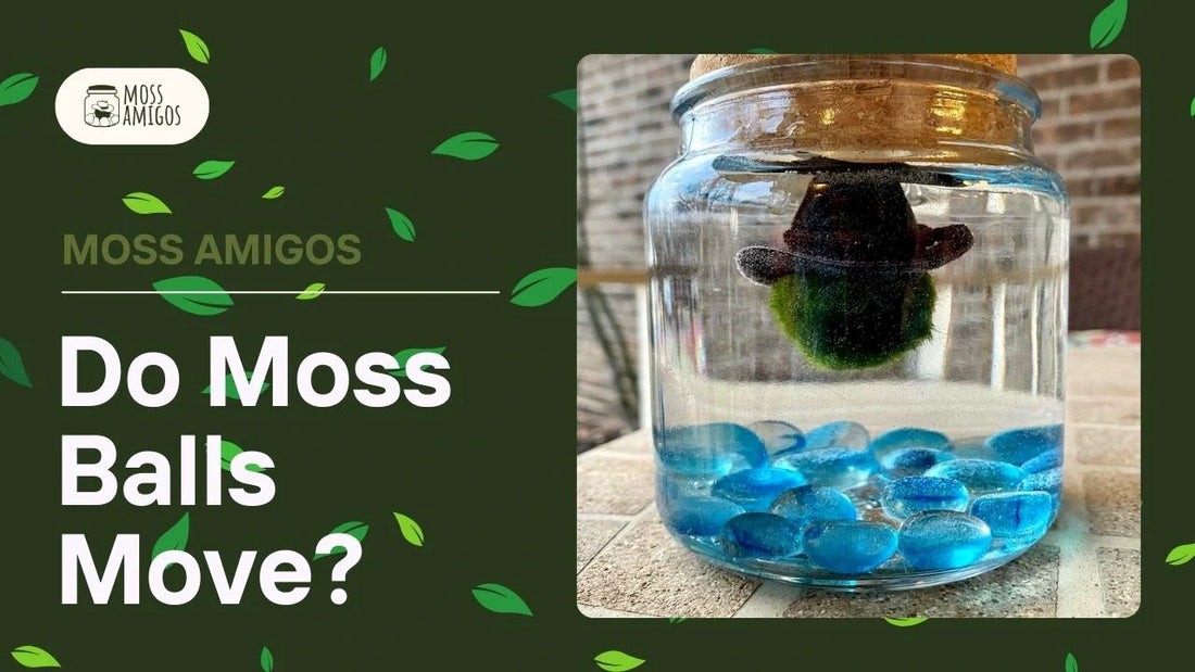 Do Moss Balls Move? The Fascinating Truth About Moss Amigos