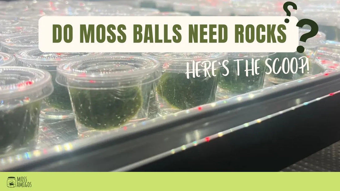 Do Moss Balls Need Rocks? Here’s the Scoop!