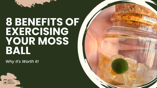 8 Benefits of Exercising Your Moss Ball: Why It's Worth It!