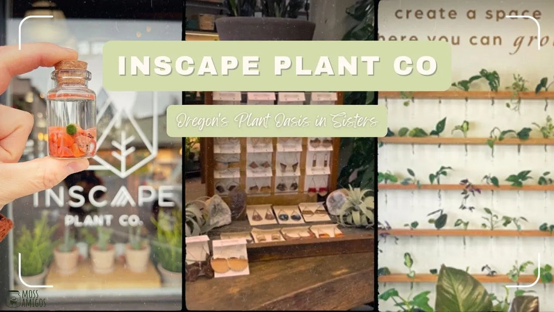 Inscape Plant Co: Oregon's Plant Oasis in Sisters