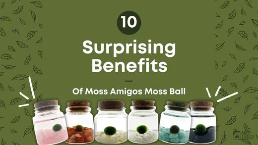 10 Benefits of Moss Balls (and Why You Need Them in Your Life)