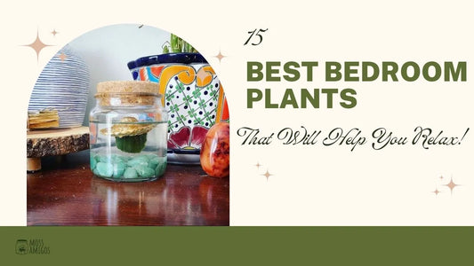 15 Best Bedroom Plants That Will Help You Relax!