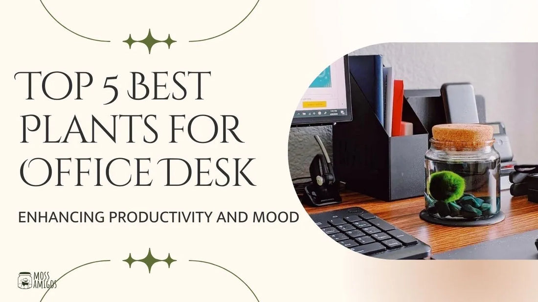 Top 5 Best Plants for Office Desk: Enhancing Productivity and Mood