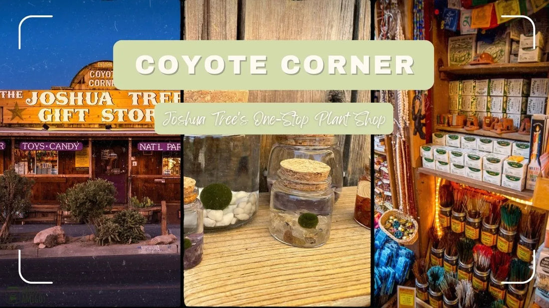 Coyote Corner: Joshua Tree's One-Stop Plant Shop