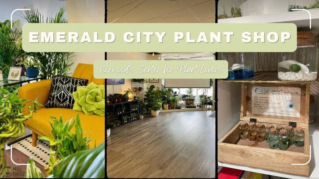 Emerald City Plant Shop: Norwood’s Center for Plant Lovers