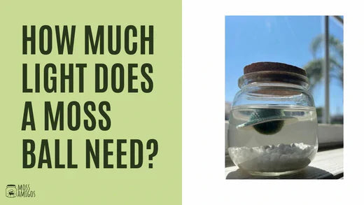 Do Moss Balls Need Light? Discover the Answer Here